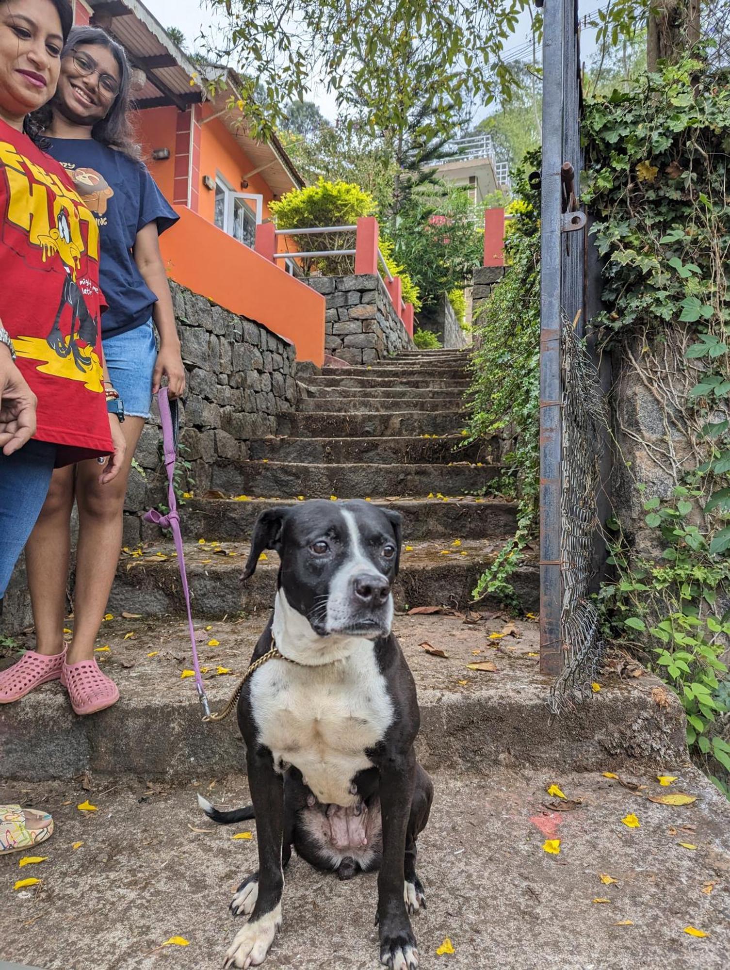 Ghar Homestay, Котагири Экстерьер фото